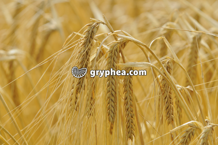 Orge (Hordeum vulgare) - Epis mûrs juste avant la récolte - gryphea.org